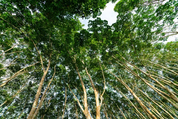 Para Caucho Verde Árbol Bosque Tropical Industria Agrícola Naturaleza Fondo Fotos de stock