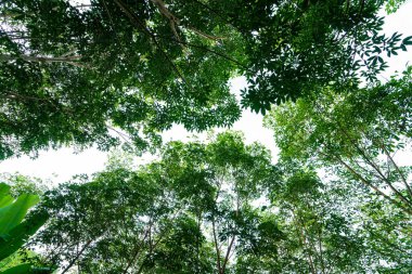 Para kauçuk yeşil ağaç tropikal orman tarım endüstrisi doğa geçmişi