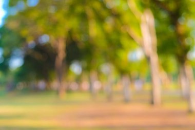 Bulanık yeşil ağaç orman parkı güneşli gün yeşillik arka planı