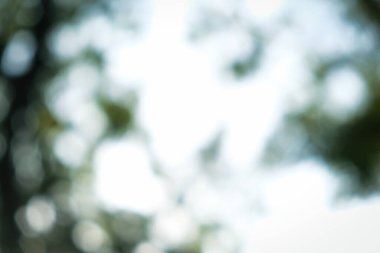 Bulanık yeşil ağaç orman parkı güneşli gün yeşillik arka planı