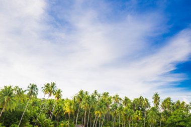 Deniz dalgası kumsal mavi gökyüzü Hindistan cevizi palmiyeleri ile egzotik ada yaz tatili doğa arka planı