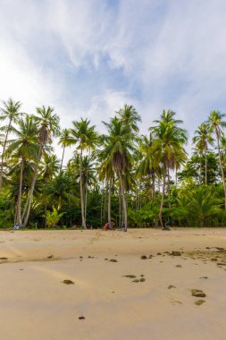 Deniz dalgası kumsal mavi gökyüzü Hindistan cevizi palmiyeleri ile egzotik ada yaz tatili doğa arka planı