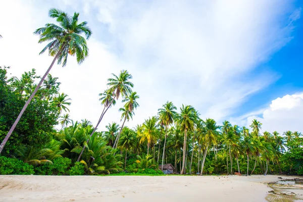 ココナッツのヤシの木と海の波のビーチブルーの空 エキゾチックな島の夏の休暇の自然の背景 ロイヤリティフリーのストック写真