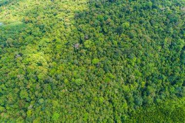 Tropik yağmur ormanı mangrov nehir ve yeşil ağaç üzerinde Adası havadan görünümü