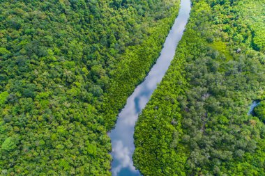 Tropikal yağmur mangrov orman nehri ve ada havası manzarasında yeşil ağaçlar