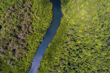 Tropikal yağmur mangrov orman nehri ve ada havası manzarasında yeşil ağaçlar