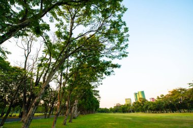 Şehir parkında gün batımı manzaralı güzel yeşil tarlalar.