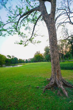 Gün batımında yeşil park. Şehir parkında çayır ve ağaçlar var.