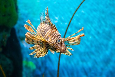 Tropik mercan resifi mavi deniz arka plan Ortak Aslan Balığı (Hindibalığı, Kırmızı Aslan Balığı) Pterois volitans renkli