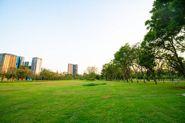 Beautiful green field with trees in city park sunset landscape