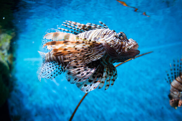 Colorful of Common Lionfish (Turkeyfish, Red Lionfish) Pterois volitans in tropical coral reef blue sea background