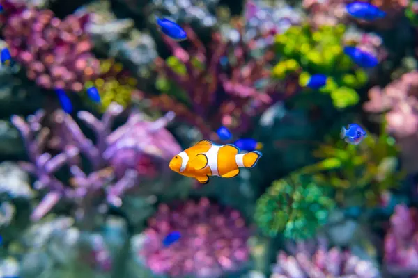 Nemo clown cartoon fish in beautiful coral reef marine aquarium