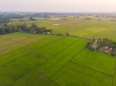 Yeşil pirinç tarlası. Gün batımı. Zirai hava manzarası.