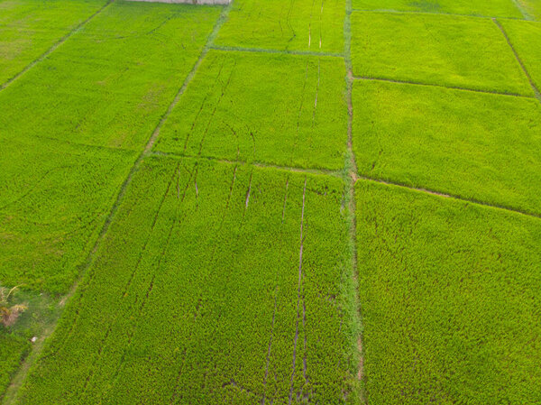 Green rice plantation field sunset light agricultural aerial view