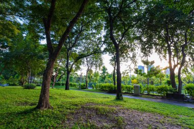 Şehir parkındaki tropik yeşil ağaç ormanı güneş ışığı doğal olarak