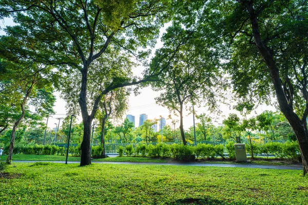 Tropical green tree forest in city public park sunshine day naturelandscape