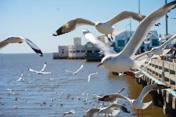 stock image Group of flying seagulls at Bangpu vacation center, Samut Prakan, Thailand