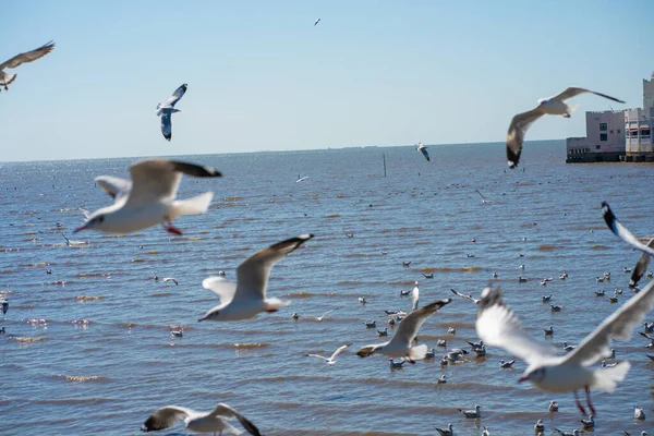 stock image Group of flying seagulls at Bangpu vacation center, Samut Prakan, Thailand