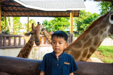 Asyalı anaokulu çocuğu hayvanat bahçesinde zürafayla eğleniyor. Hayvanlarla mutlu çocuk.