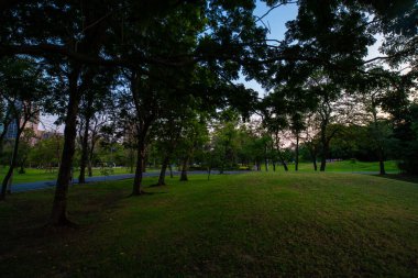 Şehir halk parkında çayır ve ağaç ile Yeşil park gün batımı