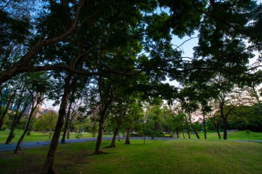 Şehir halk parkında çayır ve ağaç ile Yeşil park gün batımı