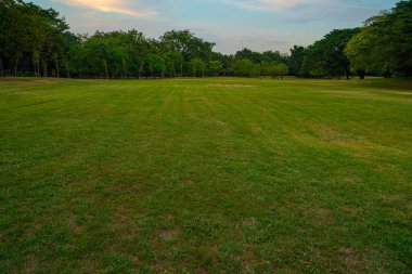 Ağaçlı yeşil çayır çimenleri şehir merkezinde halka açık parkta temiz hava arka planda