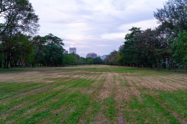 Ağaçlı yeşil çayır çimenleri şehir merkezinde halka açık parkta temiz hava arka planda