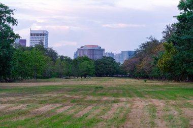 Ağaçlı yeşil çayır çimenleri şehir merkezinde halka açık parkta temiz hava arka planda