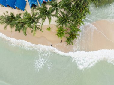 Beyaz kumsalda hindistan cevizi palmiyesi. Turkuaz deniz suyu. Samui adası.