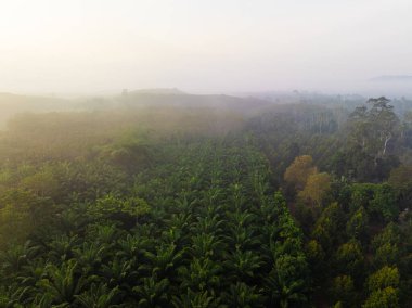 Hava manzaralı palmiye ağaçları orman tarım endüstrisi