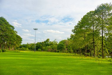 Şehir parkında yeşil çayır çimenleri Ağaç gökyüzü günbatımı aydınlık doğa manzarası