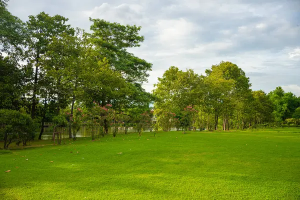 Green meadow grass in city public forest park with tree sky sunset light nature landscape