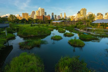 Şehir parkındaki tropik orman bataklık bahçesi Benchakitti parkı Bangkok Tayland