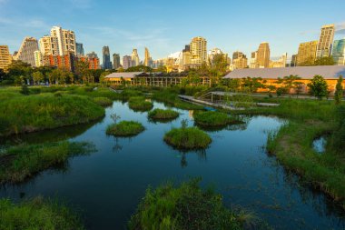 Şehir parkındaki tropik orman bataklık bahçesi Benchakitti parkı Bangkok Tayland