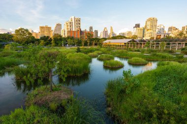 Şehir parkındaki tropik orman bataklık bahçesi Benchakitti parkı Bangkok Tayland