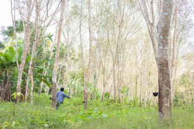 Para kauçuk ağacı hasat öncesi lateks yağmur ormanları tarım endüstrisi