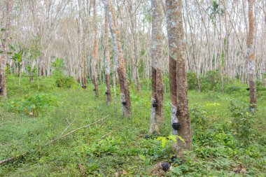 Para kauçuk ağacı hasat öncesi lateks yağmur ormanları tarım endüstrisi