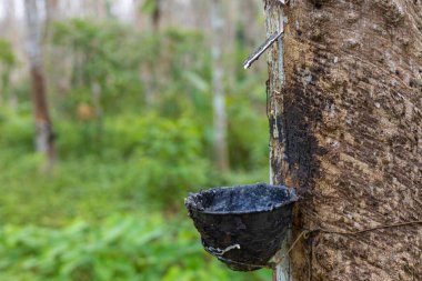 Para kauçuk ağacı hasat öncesi lateks yağmur ormanları tarım endüstrisi