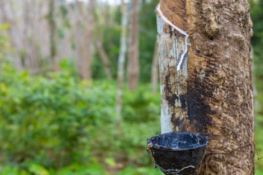 Para kauçuk ağacı hasat öncesi lateks yağmur ormanları tarım endüstrisi