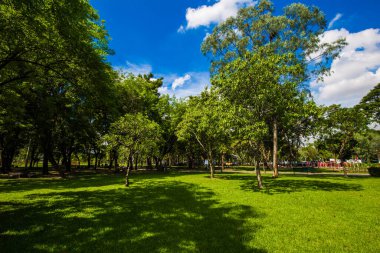 Güneşli bir günde yeşil ağaç manzarası şehir parkının tropikal ormanı