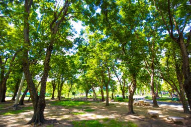 Güneşli bir günde yeşil ağaç manzarası şehir parkının tropikal ormanı