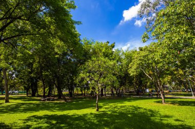 Güneşli bir günde yeşil ağaç manzarası şehir parkının tropikal ormanı