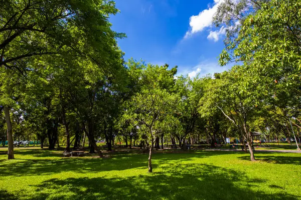 Güneşli bir günde yeşil ağaç manzarası şehir parkının tropikal ormanı