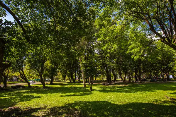 Güneşli bir günde yeşil ağaç manzarası şehir parkının tropikal ormanı