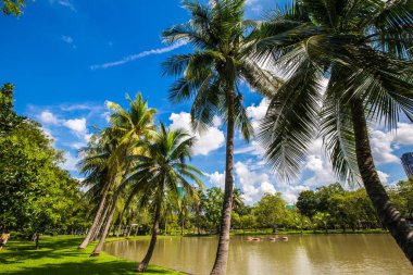 Güneşli bir günde yeşil ağaç manzarası şehir parkının tropikal ormanı