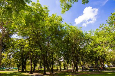 Güneşli bir günde yeşil ağaç manzarası şehir parkının tropikal ormanı