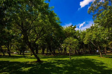 Güneşli bir günde yeşil ağaç manzarası şehir parkının tropikal ormanı