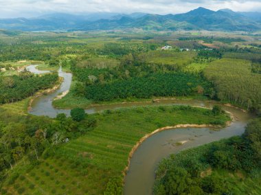 Nehir manzaralı tropikal yağmur ormanı yeşil ağaç ekoloji sistemi
