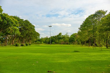 Şehir parkındaki yeşil çayır çimleri. Güneşli bir gün. Mavi gökyüzü.