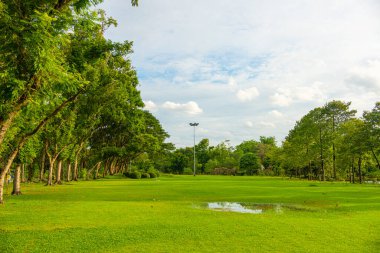 Şehir parkındaki yeşil çayır çimleri. Güneşli bir gün. Mavi gökyüzü.